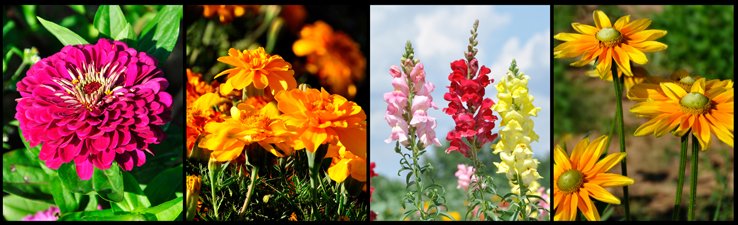 Flowers at the Tree Farm